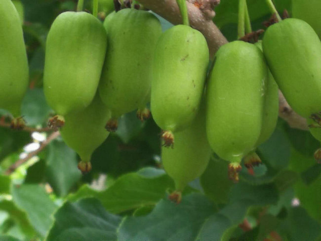宽甸满族自治县江源苗木种植基地