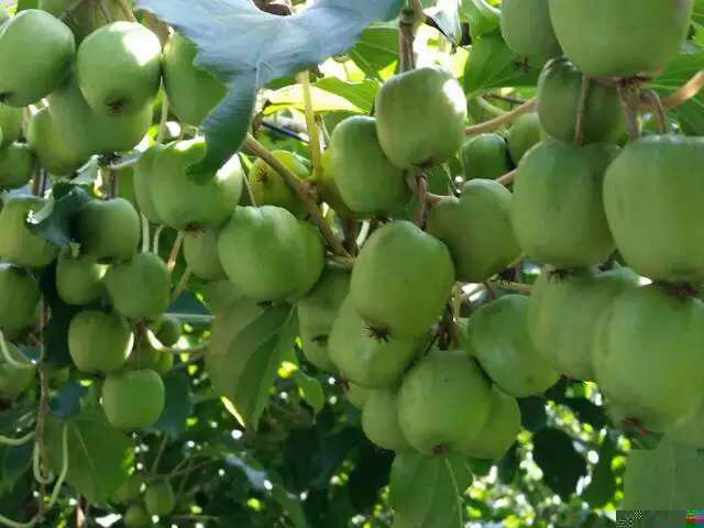 宽甸满族自治县江源苗木种植基地