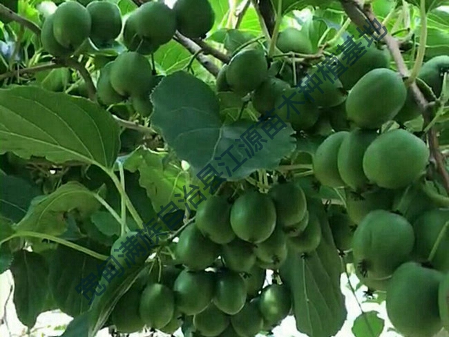 软枣猕猴桃苗的运输