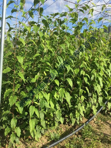 软枣猕猴桃苗的运输