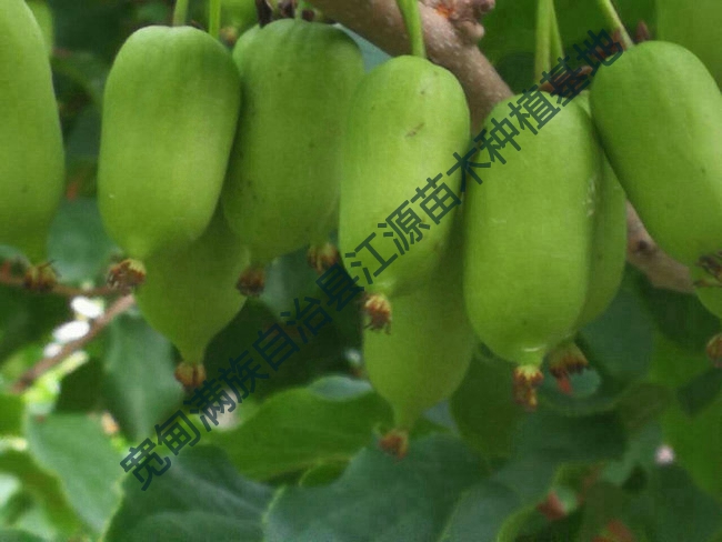 软枣猕猴桃苗的运输