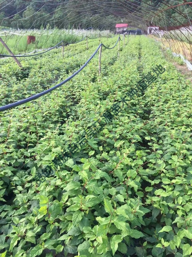 软枣猕猴桃基地实景