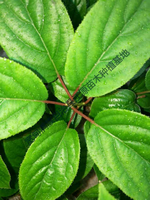 软枣猕猴桃苗木嫩苗