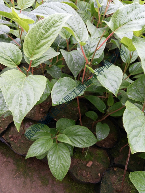 软枣猕猴桃苗的运输