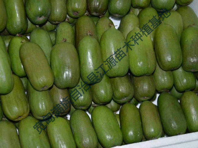 软枣猕猴桃苗的生长习性和病虫防治