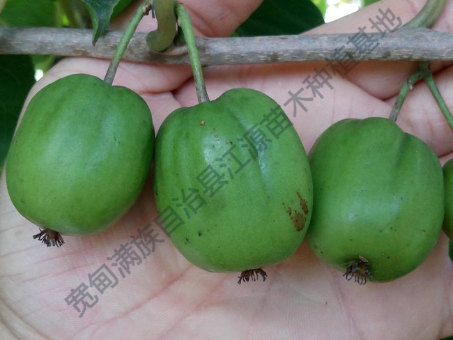 软枣猕猴桃苗的运输