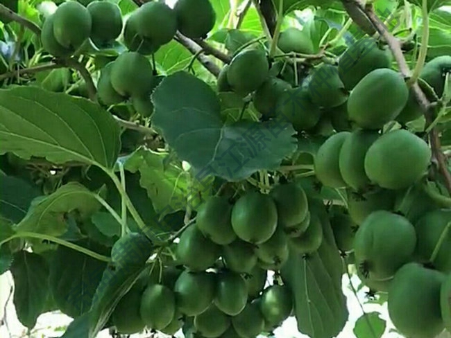 软枣猕猴桃苗的运输