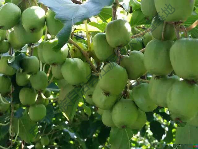 软枣猕猴桃苗的运输