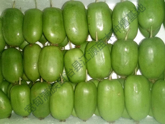 软枣猕猴桃苗的运输