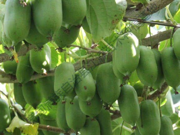 软枣猕猴桃苗的运输